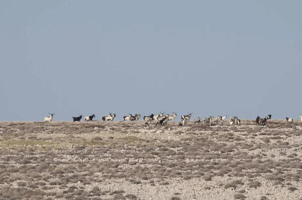 Pag Island com cabras — Fotografia de Stock