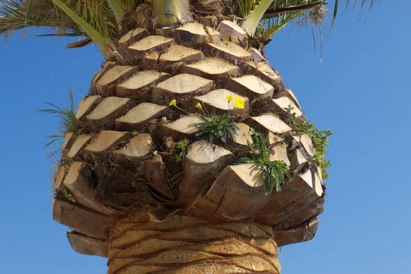 Primer plano de la palmera — Foto de Stock