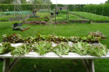 bir bahçe masaya bahçeden taze sebze