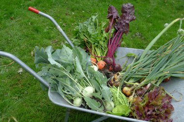 bir el arabası bahçesinden taze sebze