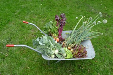 bir el arabası bahçesinden taze sebze