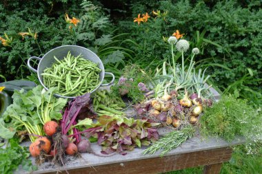 bir bahçe masaya bahçeden taze sebze