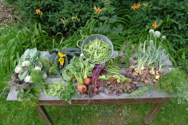 bir bahçe masaya bahçeden taze sebze