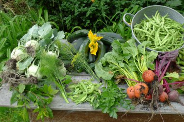 bir bahçe masaya bahçeden taze sebze