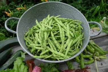 bahçeden taze fasulye
