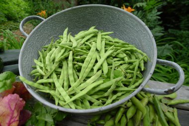 bahçeden taze fasulye