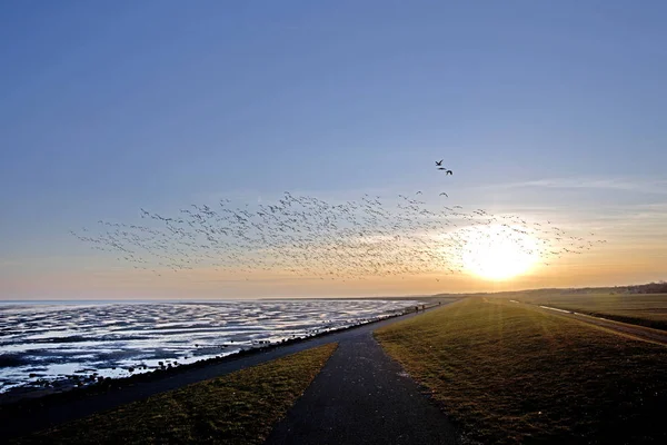 Geese flying over beach