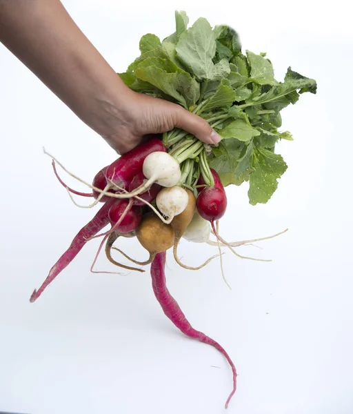 Een bos van kleurrijke radijs — Stockfoto