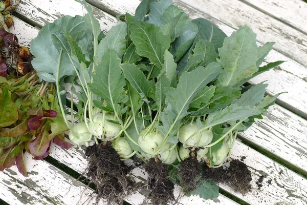 Fresh vegetables from the garden on a garden table — Stock Photo, Image