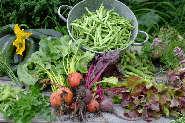 Свежие овощи из сада на столе в саду — стоковое фото