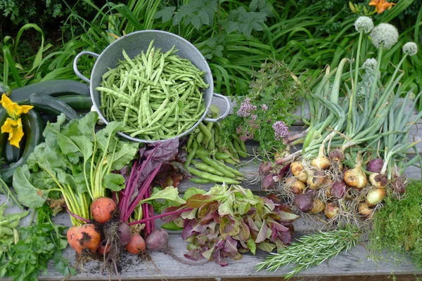 Hortalizas frescas del jardín sobre una mesa de jardín — Foto de Stock