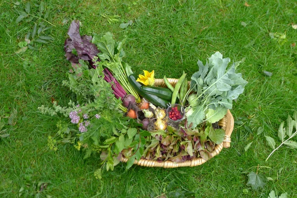 Fresh vegetables from the garden ia a basket — Stock Photo, Image