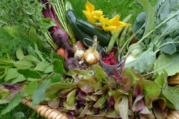 Čerstvá zelenina ze zahrady ia košík — Stock fotografie