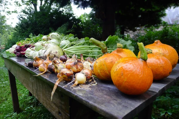 Čerstvá zelenina ze zahrady na zahradní stůl — Stock fotografie