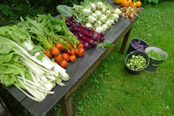 Čerstvá zelenina ze zahrady na zahradní stůl — Stock fotografie