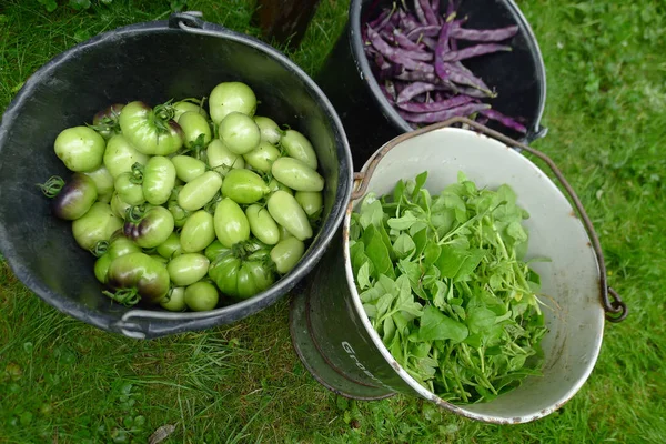 Tomatenbohnen und Spinat in Eimern — Stockfoto