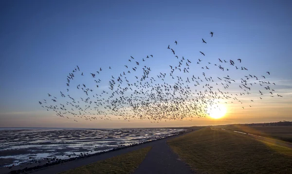 Летающие гуси на пляже Стоковое Изображение