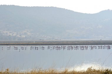 Defne Kaloni Lesvos flamingolar