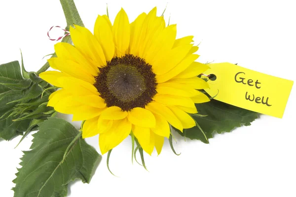 Sunflower with tag 'Get Well' — Stock Photo, Image