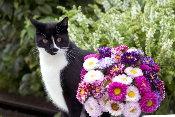 cat in garden with summer bouquet