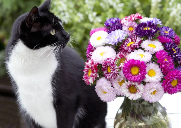 Кошка в саду с летним букетом — стоковое фото