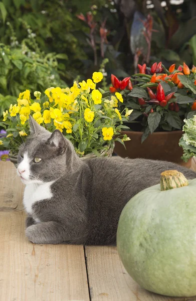 Кошка на садоводстве с тыквой — стоковое фото