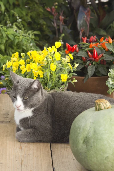 Кошка на садоводстве с тыквой — стоковое фото