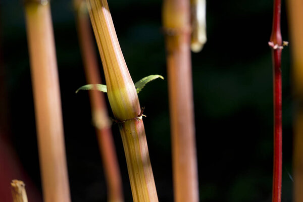 stem plant from plant in garden