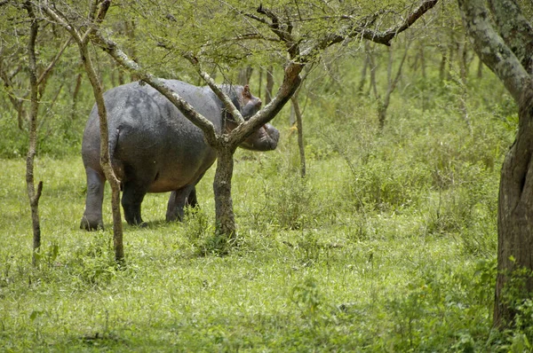 Hippo dans le parc national Mburo — Photo