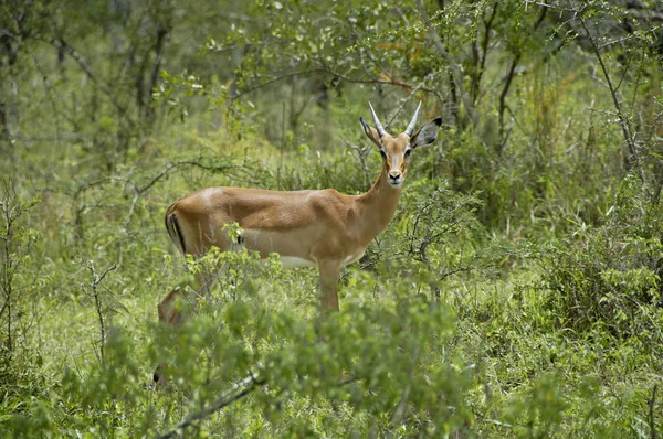 Młoda kobieta impala antylopy — Zdjęcie stockowe