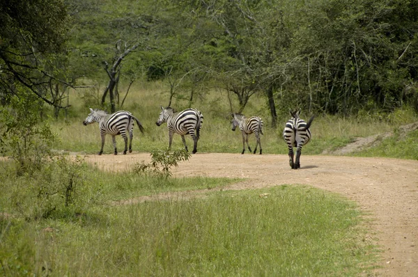 Zebra Mburo tó nemzeti Parc — Stock Fotó