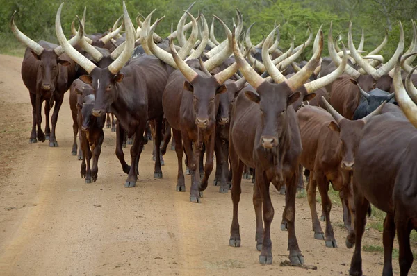 Rebanho de vacas de gado — Fotografia de Stock
