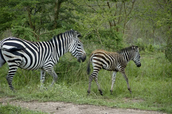Zebra No Lago Mburo National Parc — Fotografia de Stock