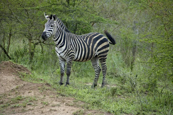 Zebra w jezioro Mburo Narodowego Parc — Zdjęcie stockowe