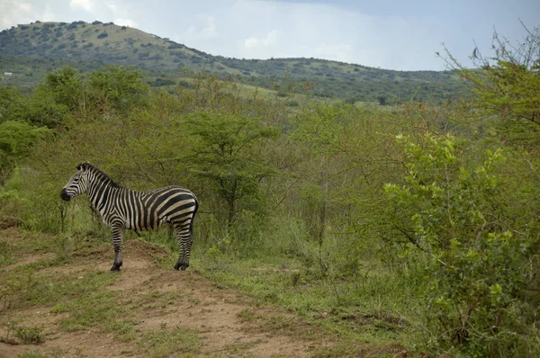 Lake Mburo Ulusal Parc Zebra — Stok fotoğraf