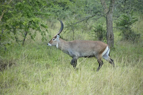 Afrikanska älgar i Lake Mburo National Parc — Stockfoto
