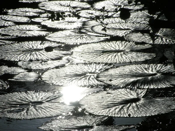 Водяна Лілія у воді — стокове фото