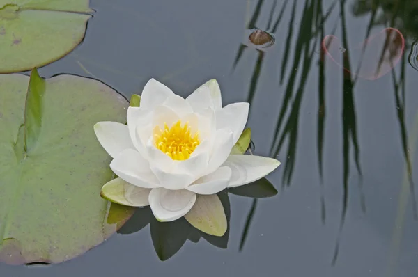 Beautiful white lily — Stok fotoğraf