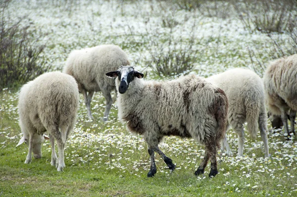 Schafe im Frühling Feld Griechenland — Stockfoto