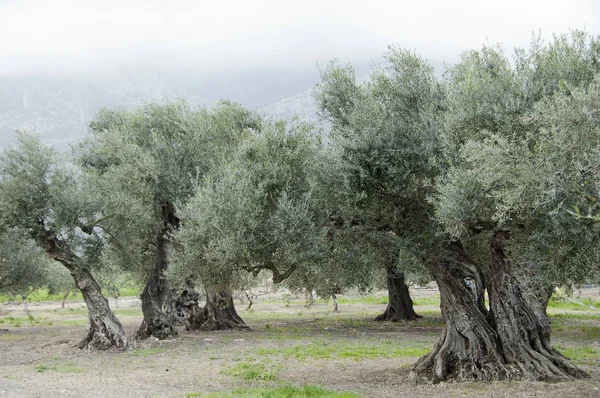 Alte Olivenbäume — Stockfoto