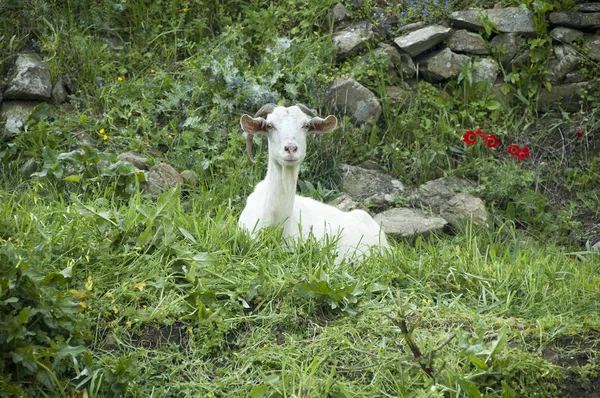 Chèvre en oliveraie verte — Photo