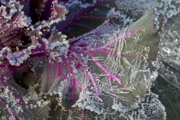 Col congelada en invierno — Foto de Stock