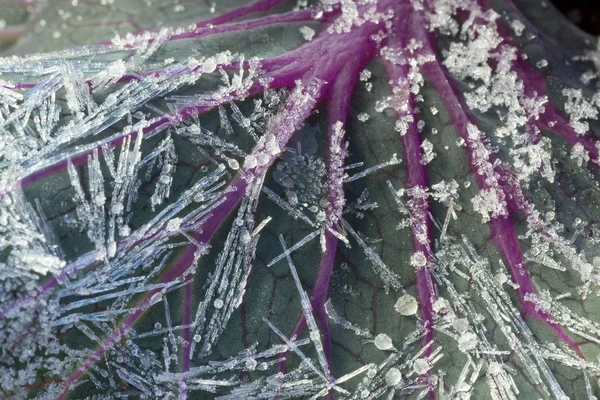 frozen cabbage in winter