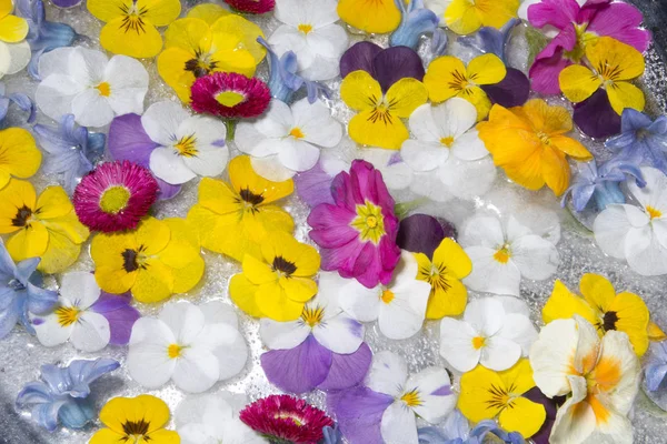 Frozen spring flowers — Stock Photo, Image