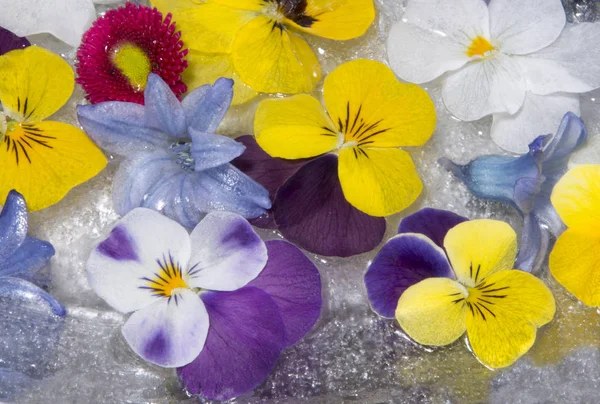 Bevroren Lentebloemen — Stockfoto