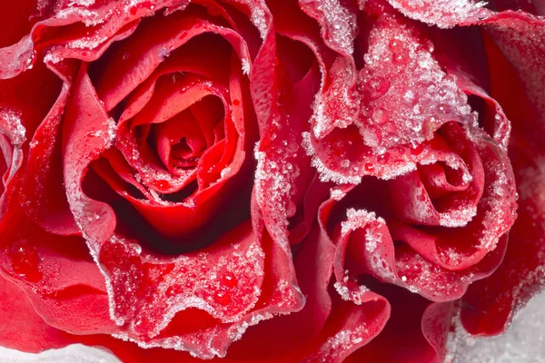 Rosa roja congelada — Foto de Stock