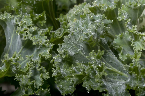 Frozen cabbage in winter — Stock Photo, Image