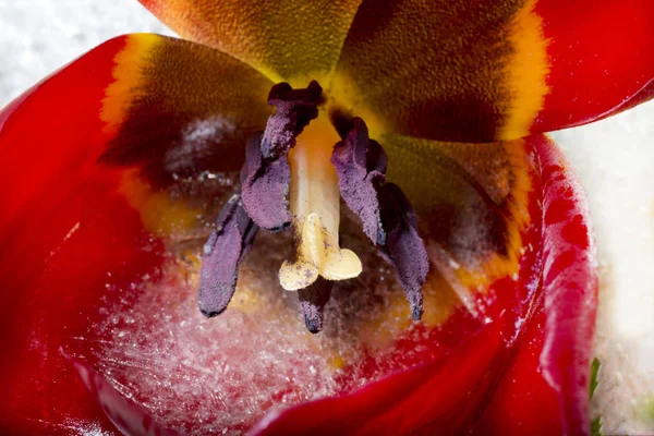 Tulipe rouge congelée — Photo