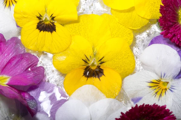 Bevroren Lentebloemen — Stockfoto