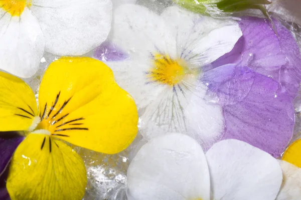 Bevroren Lentebloemen — Stockfoto